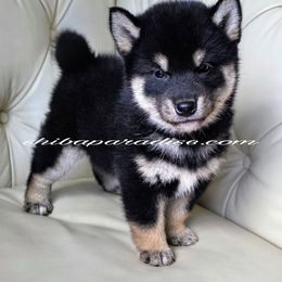 Rocket - Black and tan male Shiba Inu puppy in Tualatin, Oregon from Shiba Paradise