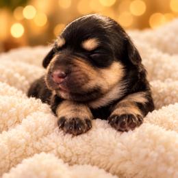Leia - Salt and pepper female Miniature Schnauzer puppy in Hull, Georgia from Ardent Miniature Schnauzers of Athens
