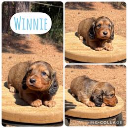 Winnie - Red female Dachshund puppy in Bald Knob, Arkansas from Victoria’s Dachshunds