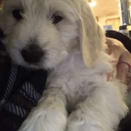 Goldendoodle Puppies from SuperDog Doodles