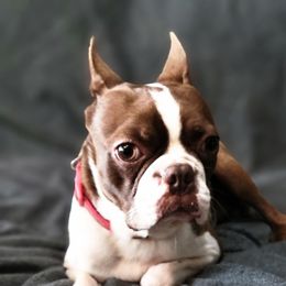 Gizmo - Boston Terrier