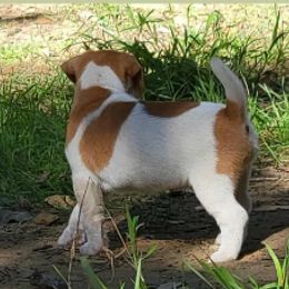 Girl3 - Tan and white female Jack Russell Terrier puppy in California from Kimberlite