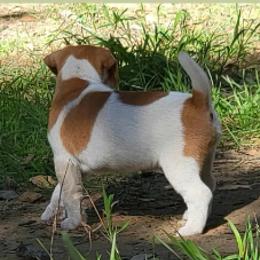 Girl3 - Tan and white female Jack Russell Terrier puppy in California from Kimberlite