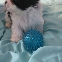 Spot - Black and white male Shih Tzu puppy in Newport, Arkansas from Gina's Lil Zues and Yorkies Kennel