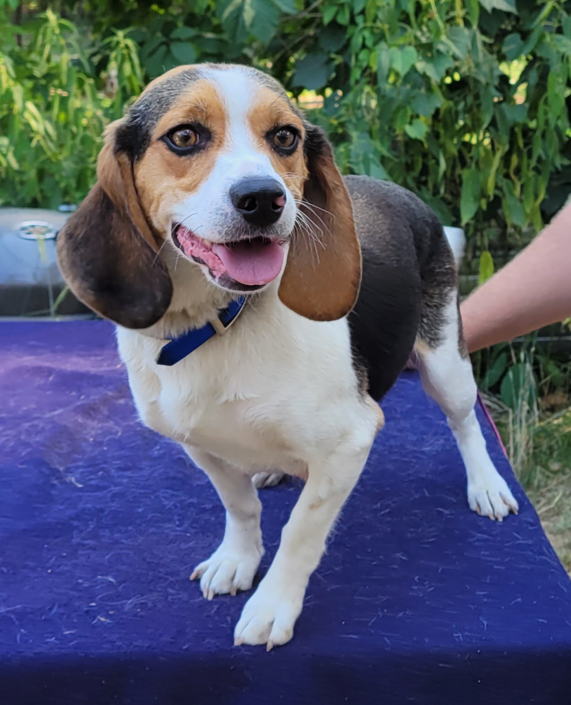 Cinco - Beagle