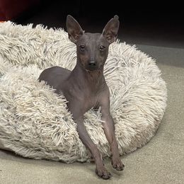 Merci - American Hairless Terrier