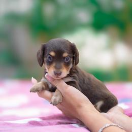 Stormy - Chocolate and tan female Dachshund puppy in Fort Myers, Florida from Blossom Paws