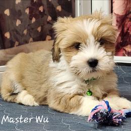 Master Wu - Red gold male Lhasa Apso puppy in Jefferson, New York from Absolute Lhasa Love