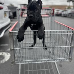 Onyx - Black female Cane Corso puppy in Norwalk, California from Gaxx Corsos