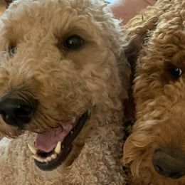 Goldendoodles from Rosiedoodles