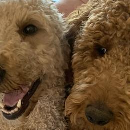 Goldendoodles from Rosiedoodles