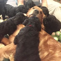 Goldendoodles from North Shore Service Dogs