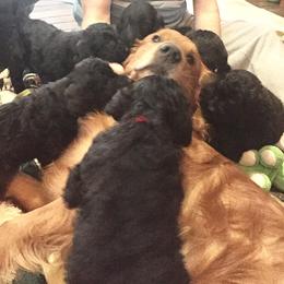 Goldendoodles from North Shore Service Dogs