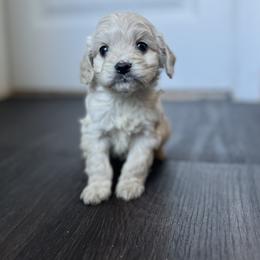 Cockapoo Puppies from East St. Poodles & Doodles