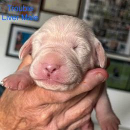 Trouble - White and liver brown male Dalmatian puppy in New Jersey from Prestige Dalmatians