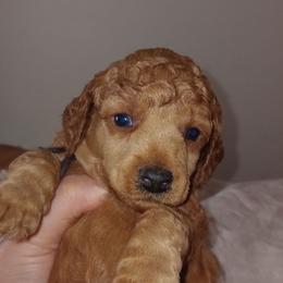 Reginald Majestic Embrace Medium Import Line - Apricot male Poodle puppy in Licking, Missouri from Majestic Embrace Poodles