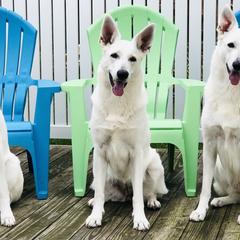 Berger Blanc Suisses from Von Tasz White Shepherds