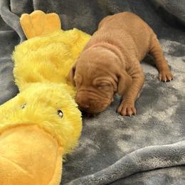 Blue Boy - Golden rust male Vizsla puppy in Foley, Alabama from Paula's South Bama Vizslas