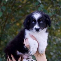 Robin - Black tri male Miniature American Shepherd puppy in Chocowinity, North Carolina from Foxtail Hollow