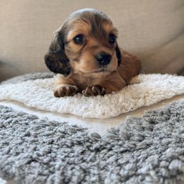Dachshund and Poodle All Grown Up from Dailey Doodles and Dachshunds
