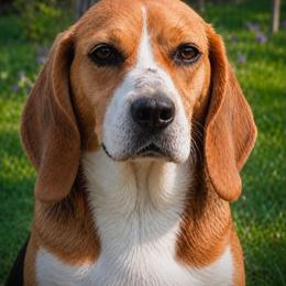 Daisy - Beagle