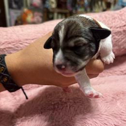 Sprinkles - Parti male Miniature Schnauzer puppy in Chicago, Illinois from Cuddly Cutts Pets