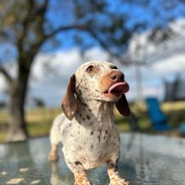Melah - Dachshund