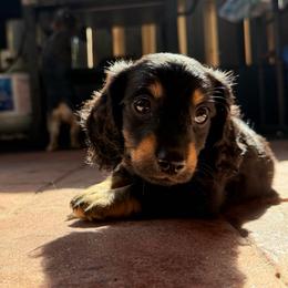 Milo - Black and tan male Dachshund puppy in Miami, Florida from Teenie Bikini Weenies