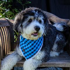 Golden Mountain Doodles and Yorkshire Terriers from Yorkie To Hapiness