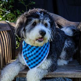 Golden Mountain Doodles and Yorkshire Terriers from Yorkie To Hapiness