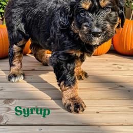 Syrup - Sable male Aussiedoodle puppy in Ellenburg Center, New York from Kristin's Puppies