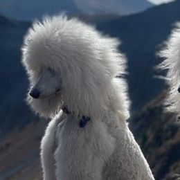 Poodles from TNT Poodles