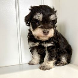 Miniature Schnauzer Puppies from Mountain Point Schnauzers