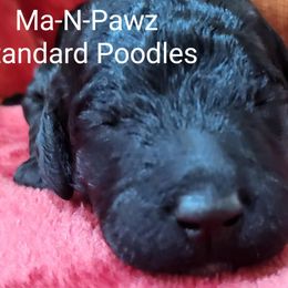 Poodle Puppies from Ma-n-Pawz