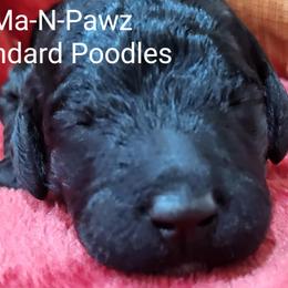 Poodle Puppies from Ma-n-Pawz