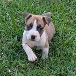 Asher - Red male American Staffordshire Terrier puppy in Conley, Georgia from Cicero Kennels