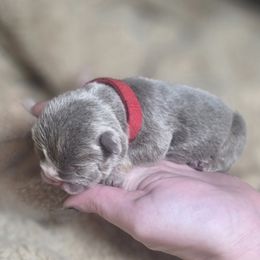 Red Boy - Lilac tri-color male Bulldog puppy in Burleson, Texas from Diamond Deluxx Frenchies