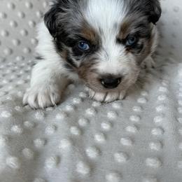 Blizzard - Blue merle female Australian Shepherd puppy in Quaker City, Ohio from Wagon Wheel Aussies and Corgi’s