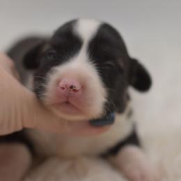 Spider-Man - Brindle and white male American Corgi puppy in Lithia, Florida from Diamondcrest Inc