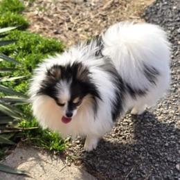 Nova - Black and tan parti male Pomeranian puppy in Scottsburg, Virginia from Summer Set Poms