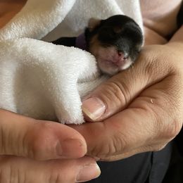 Yorkshire Terrier Puppies from Moonbabies Yorkies