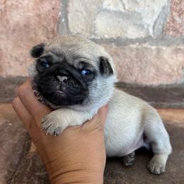 Yellow collar - Fawn female Pug puppy in Tucson, Arizona from Furever Friends