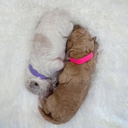 Poodle Puppies from Woofadoodles