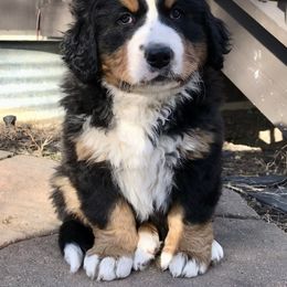 "Fall 2020" Bernese Mountain Dog Puppies from Encore Bernese Mountain Dogs