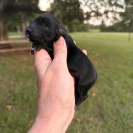 Dolly - Black female Miniature Schnauzer puppy in Silver Creek, Mississippi from Mamie’s Minis, LLC
