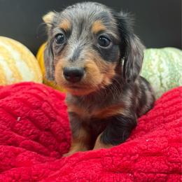 Slate - Dapple male Dachshund puppy in Corona, California from ChezBeale