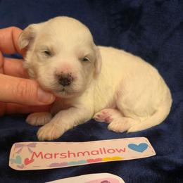 Marshmallow - White male Maltipoo puppy in Sahuarita, Arizona from Cowgirl's Legacy Maltipoos