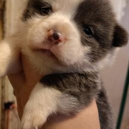 Boy 1 - Gray and white male American Corgi puppy in Odessa, Missouri from LOYAL T K9's CORGIS