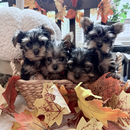 Yorkshire Terrier puppies from SD_Yorkies619