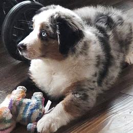 Miniature Australian Shepherds from ROCK CREEK LABRADORS